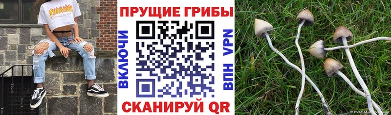 Псилоцибиновые грибы Cubensis Купить Емва